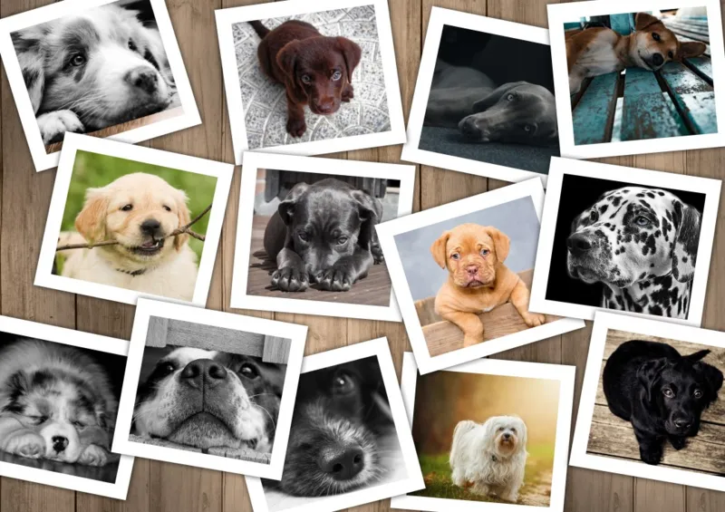 Chiens