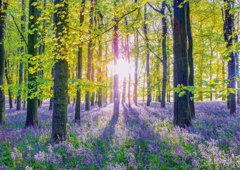 Tapis de Campanules dans les Bois