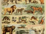 Illustration du Larousse pour Tous : Mammifères, XIXè Siècle