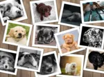 Chiens