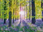 Tapis de Campanules dans les Bois
